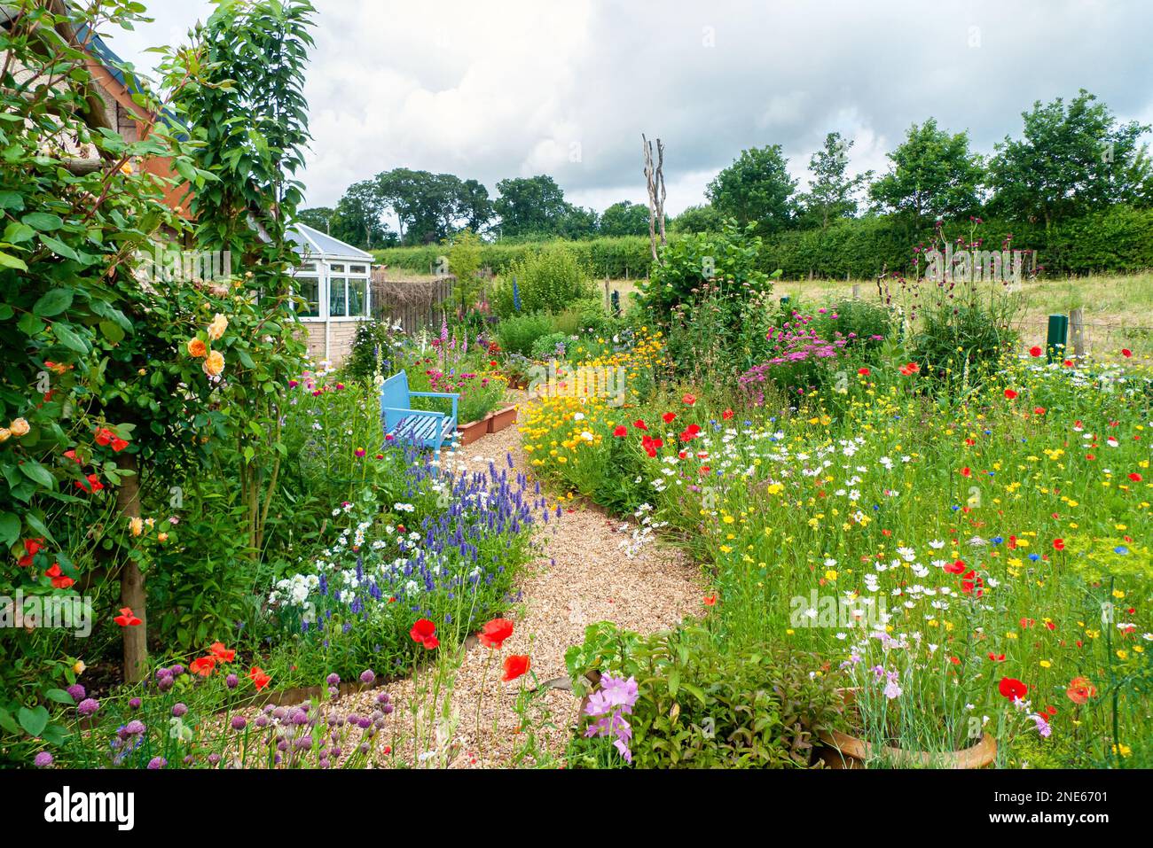 A small British back garden in Summer with cottage-style planting, climbing roses, a winding path and colourful flower borders. Stock Photo