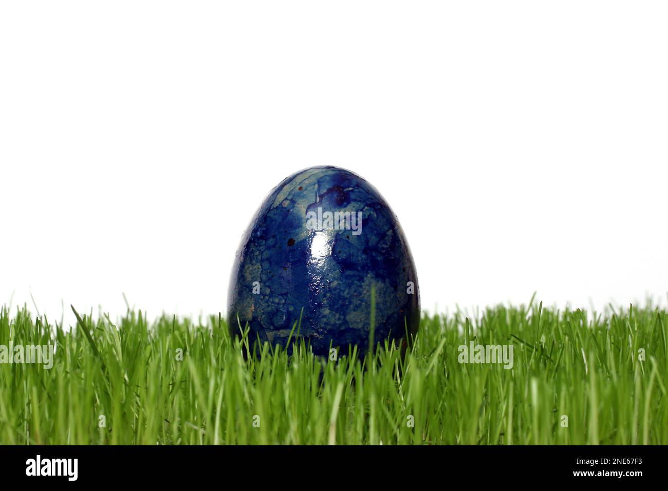 blue dyed Easter egg in fresh grass Stock Photo
