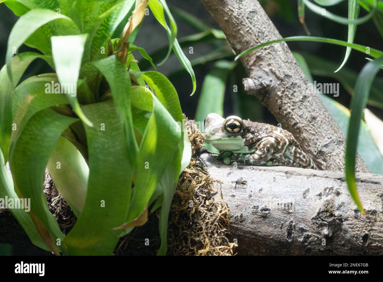 Amazon Milk Frog (Trachycephalus resinifictrix Stock Photo Alamy