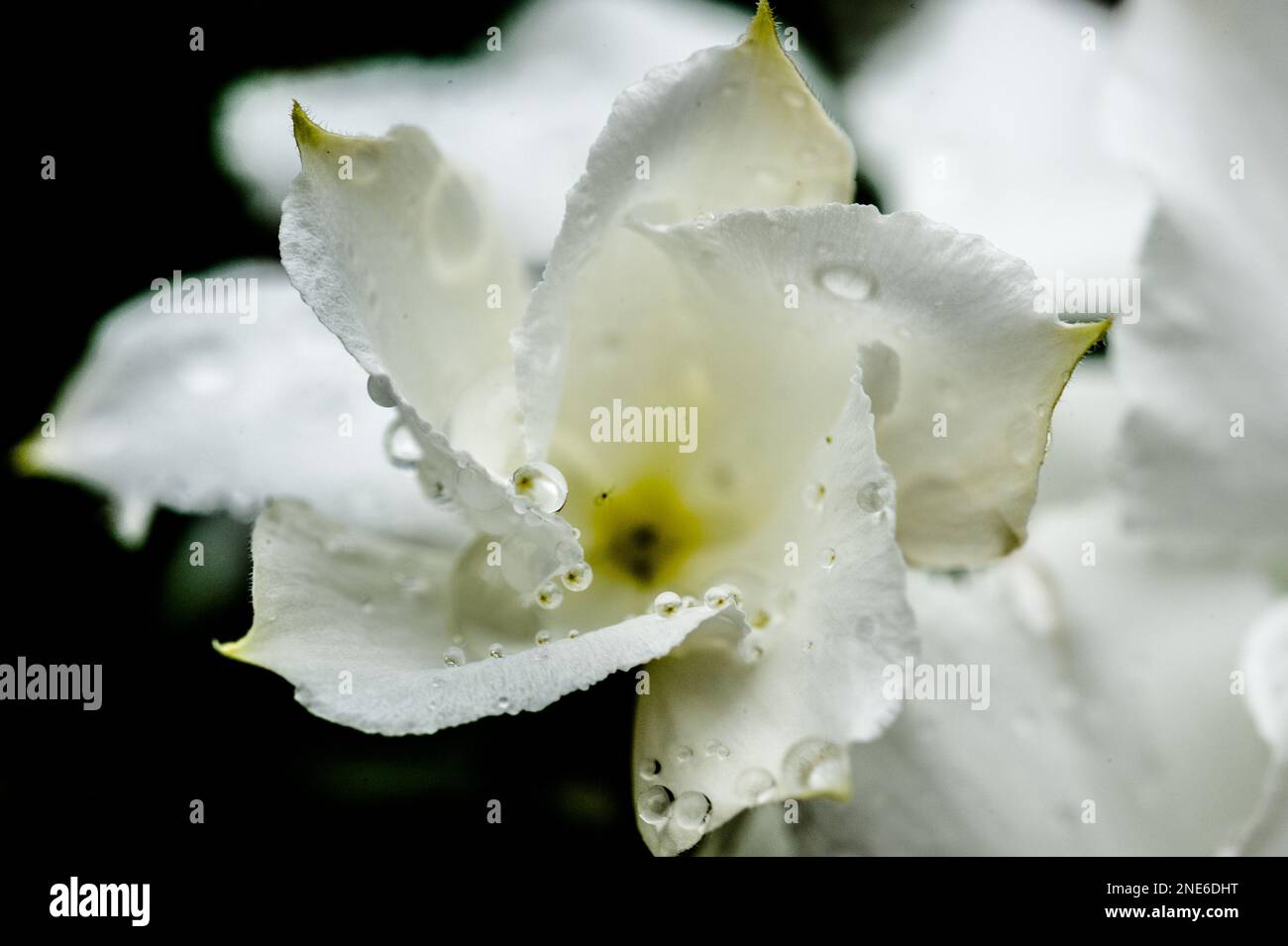 Close flower hi-res stock photography and images - Alamy