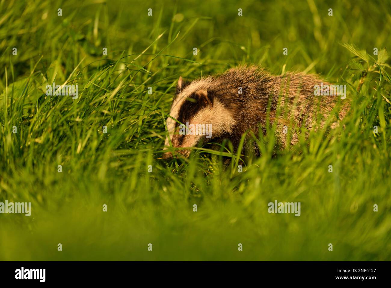 Badger (Meles meles) young cub foraging for food, Staffordshire