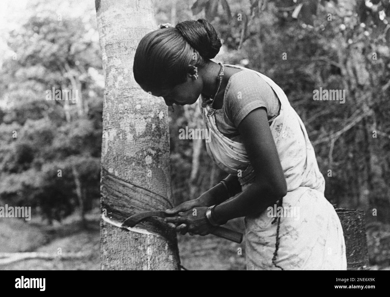 A native Malaysian girl tree tapper at work, on Feb. 3, 1943 ...