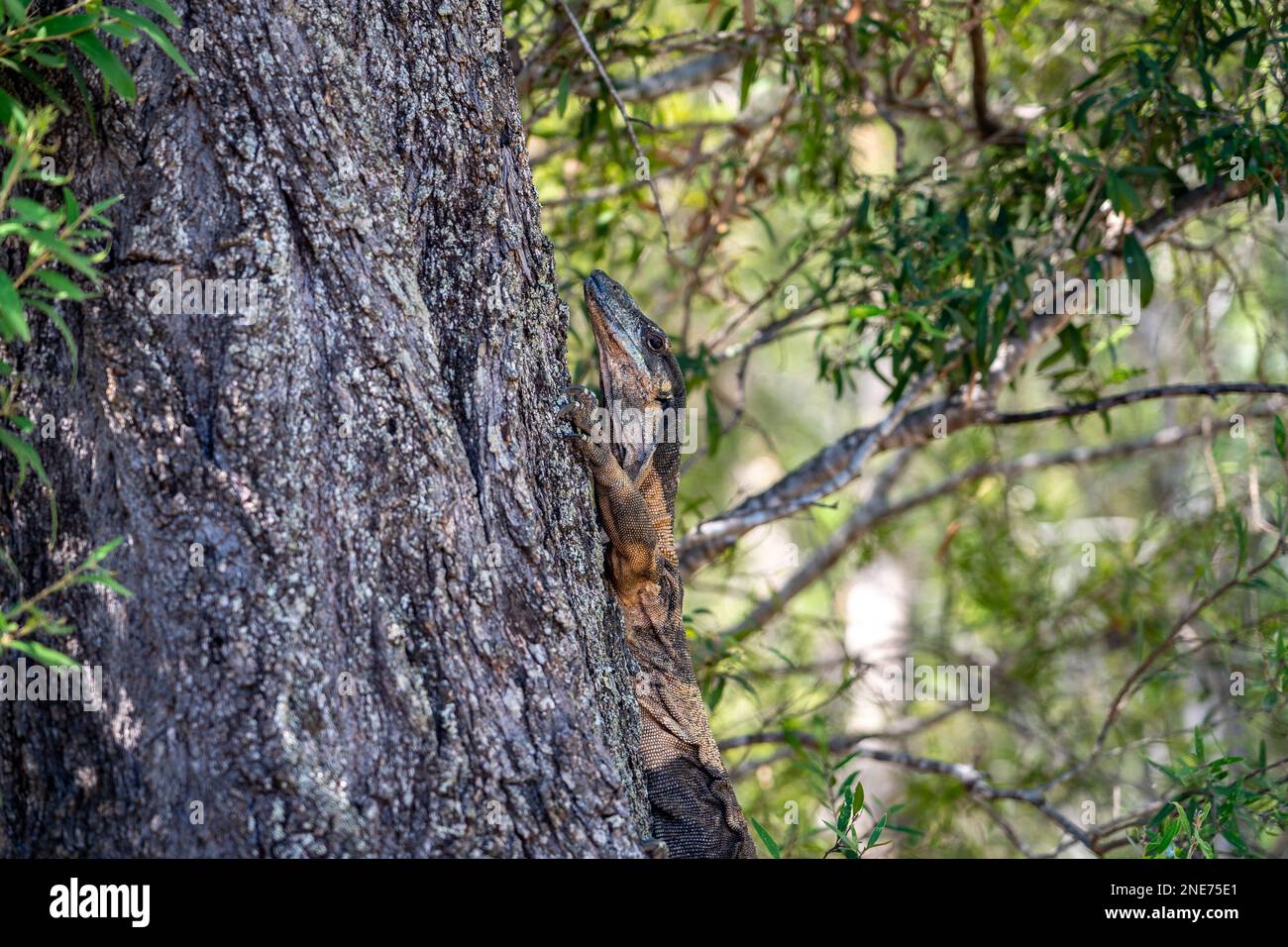Australian monitor lizard climbing the tree Stock Photo Alamy