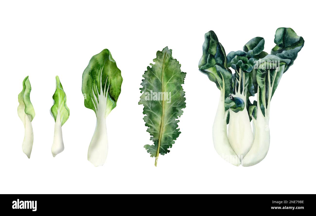 Watercolor set of salad lettuce, chinese cabbage bok choy leaves botanical illustration isolated on white background. Stock Photo