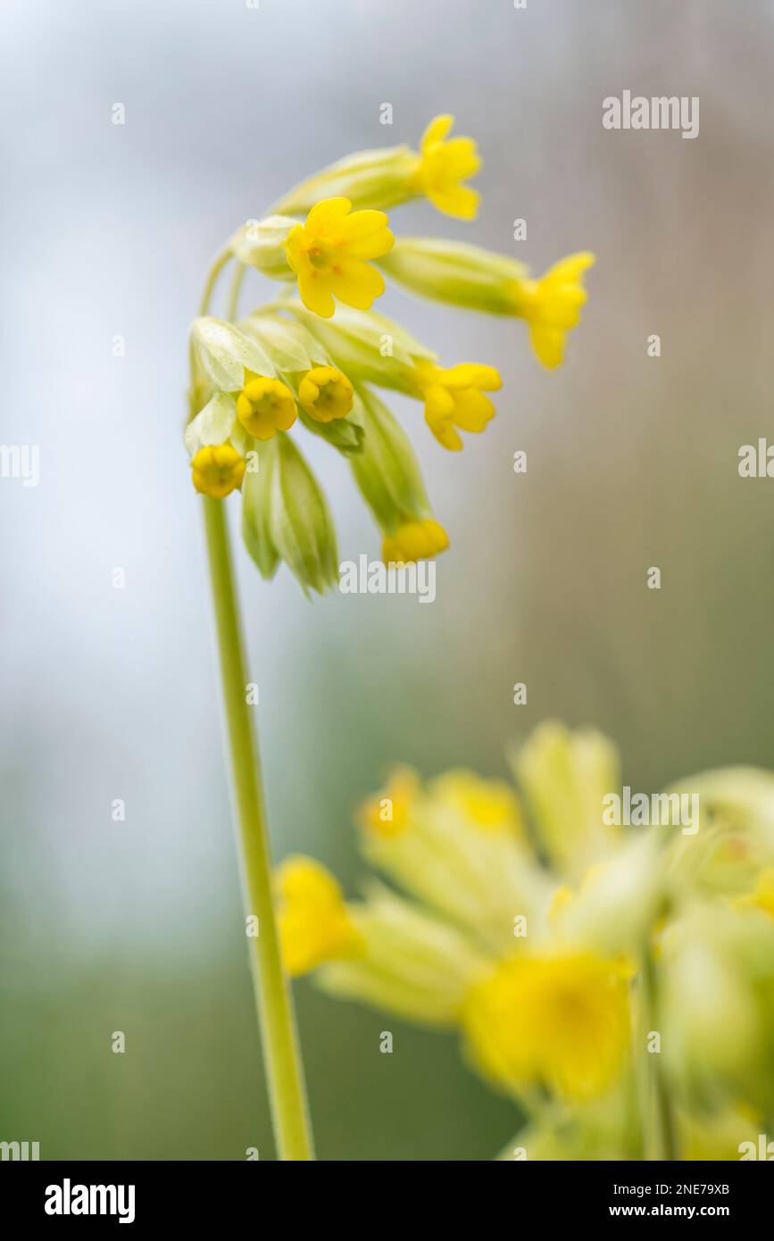 Cowslips growing in an English country garden, Northumberland, England Stock Photo
