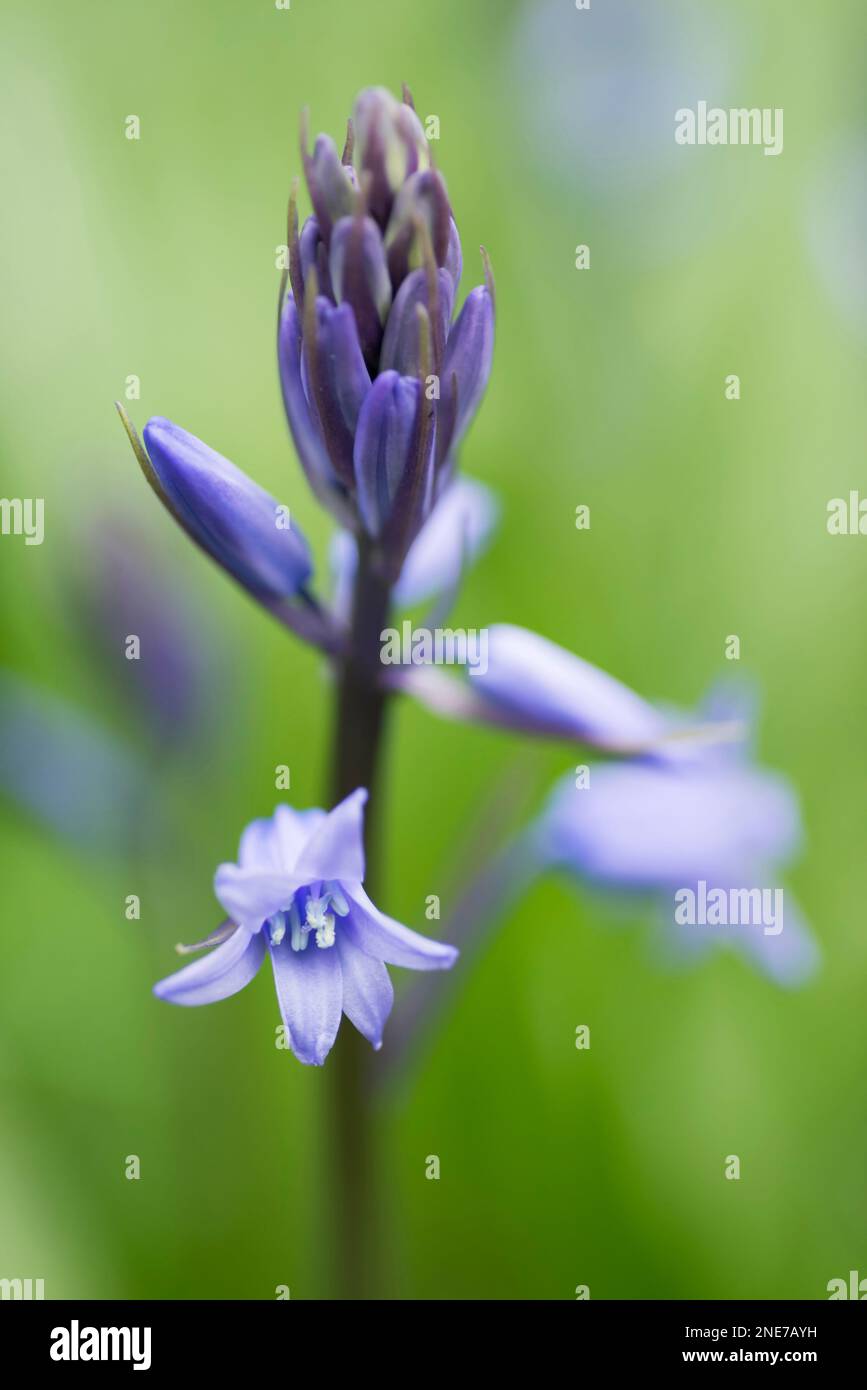 Bluebells growing in an English country garden, Northumberland, England ...