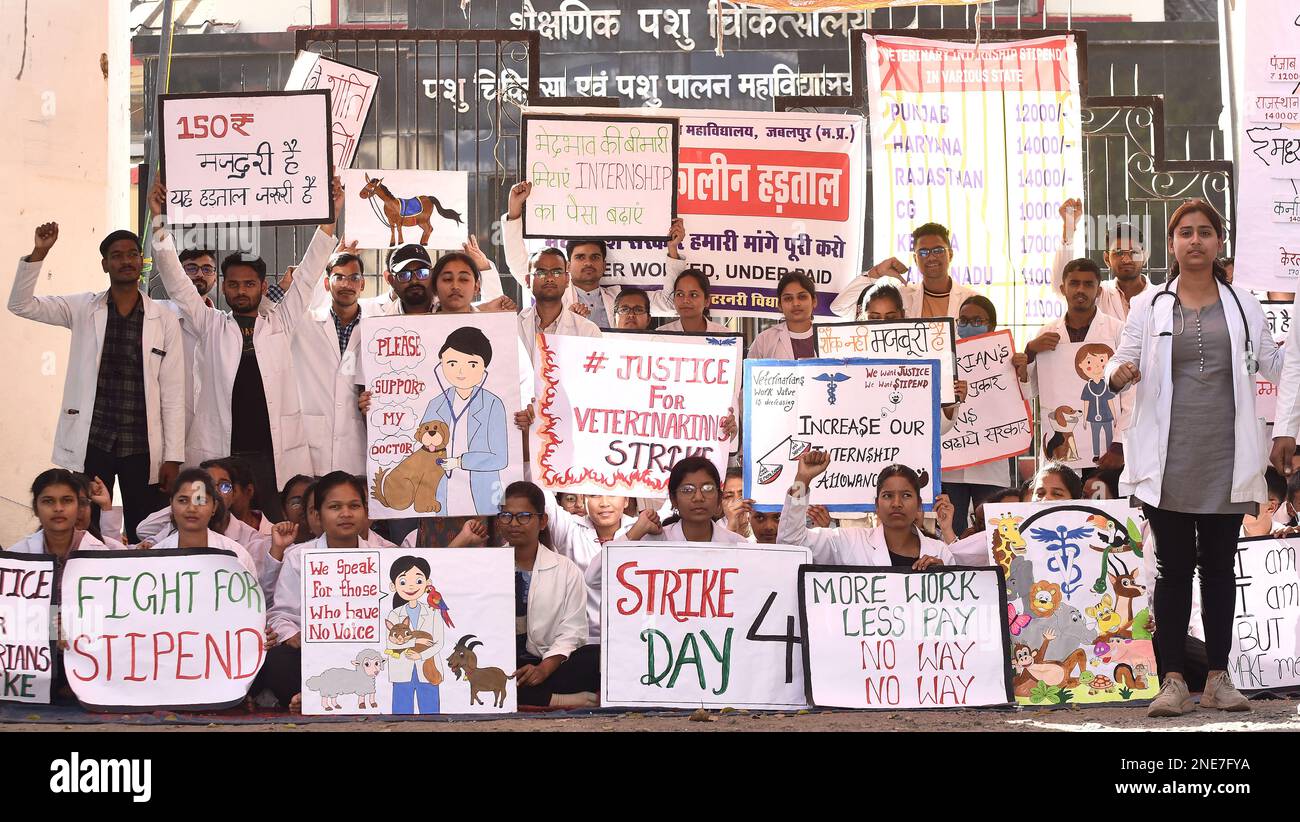 Madhya Pradesh, India, Jabalpur, February 16, 2023 Veteinarian
