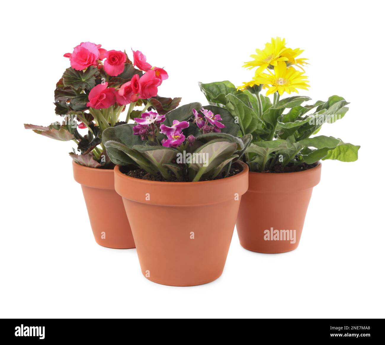 Different beautiful blooming plants in flower pots on white background ...