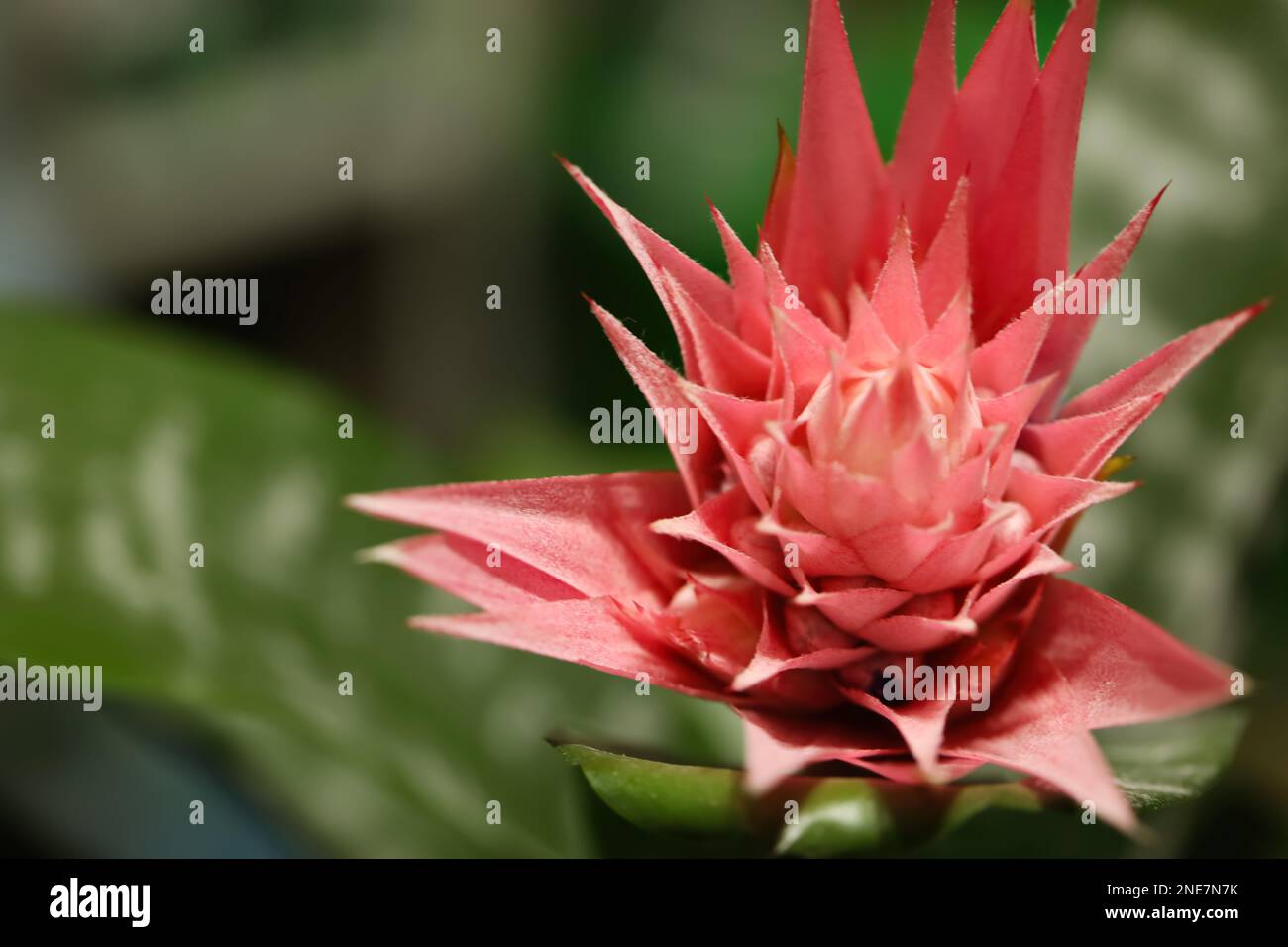 Beautiful blooming bromelia flower on blurred background, closeup. Space for text Stock Photo