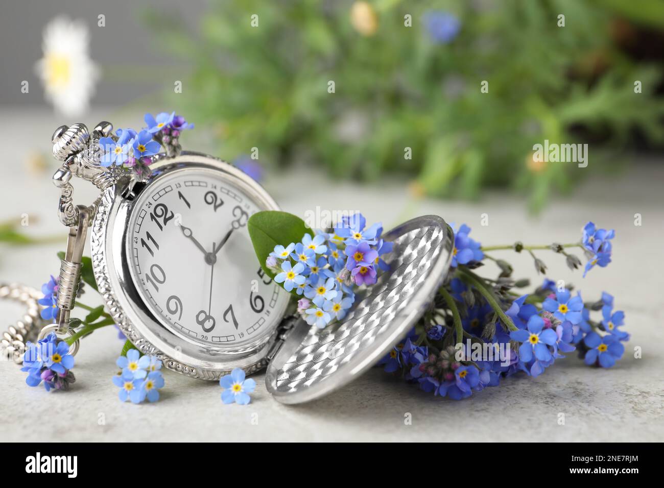 Beautiful blue forget-me-not flowers with pocket watch on light stone table, closeup Stock Photo