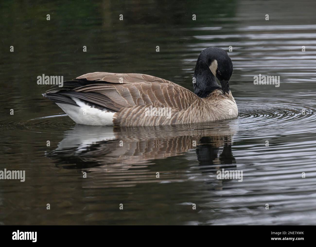 Canada goose preening hi res stock photography and images Page 2