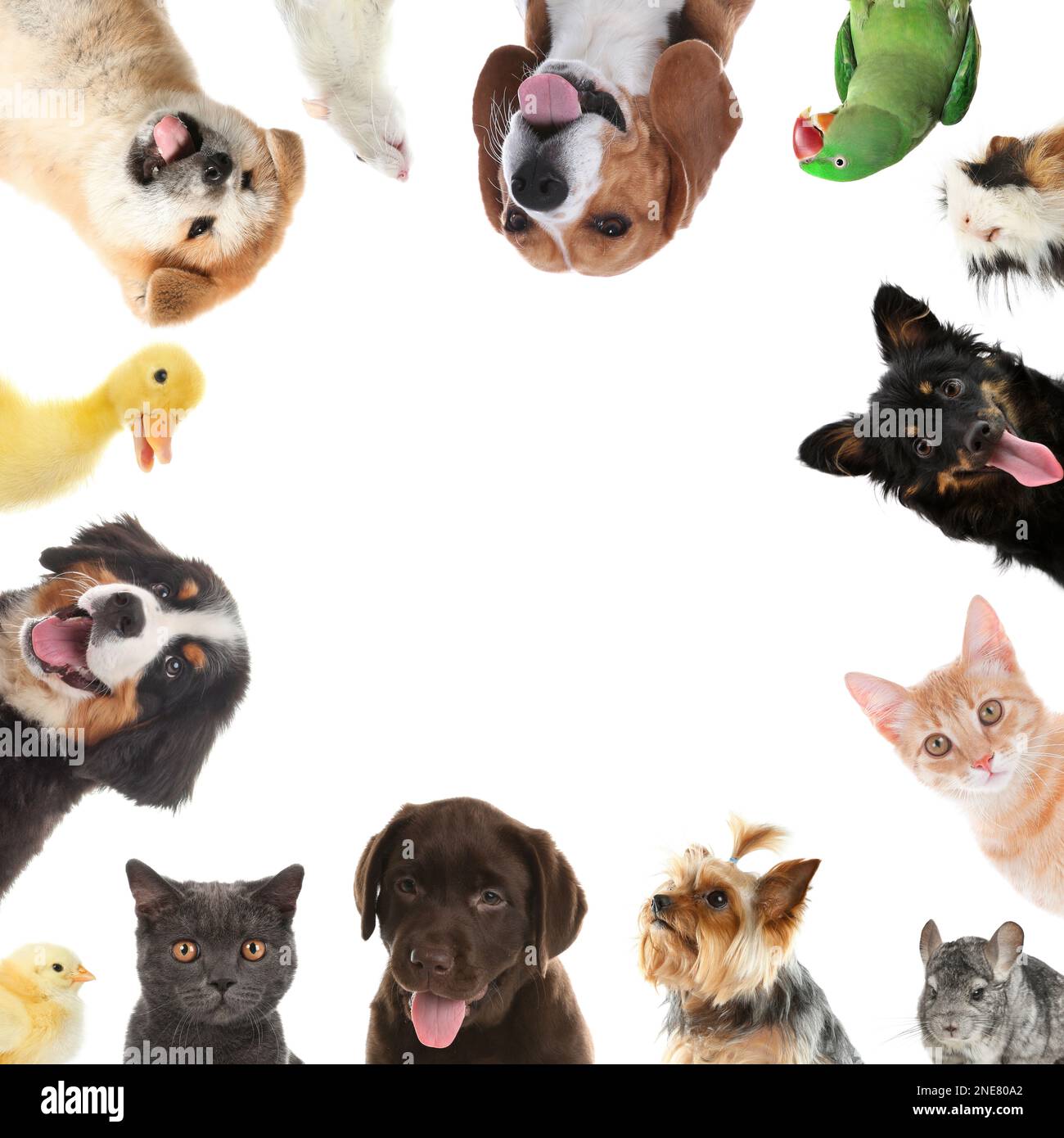 Cute different animals on white background, collage Stock Photo Alamy