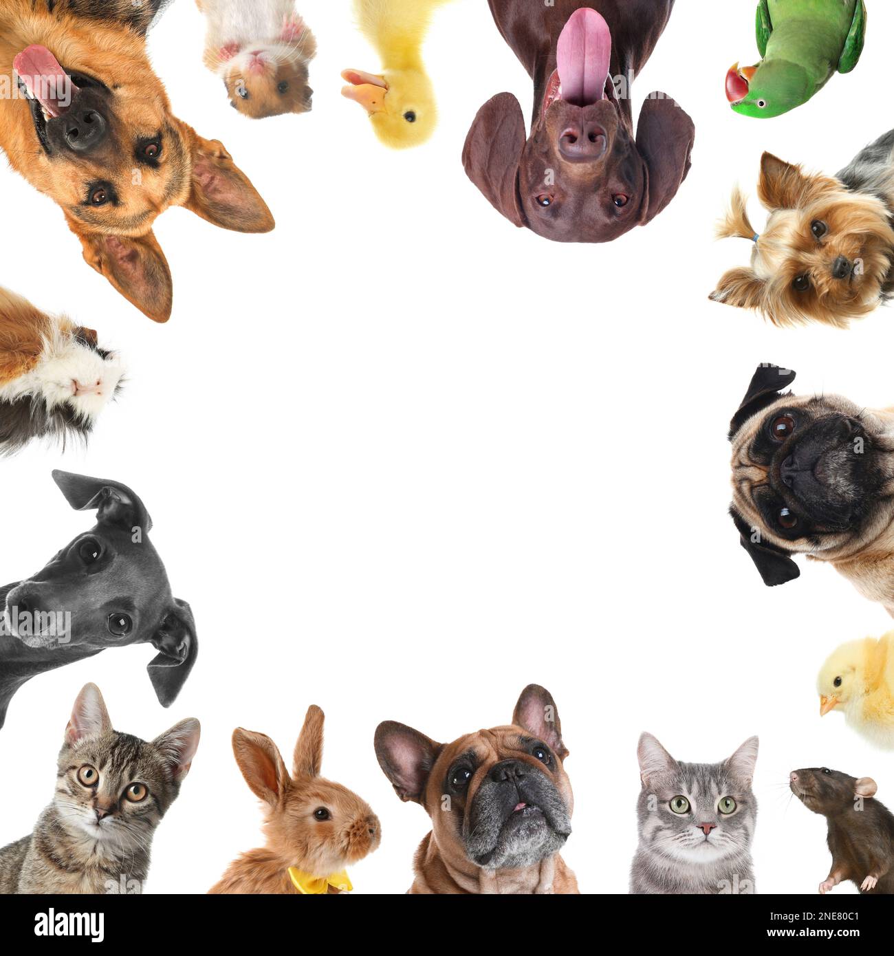 Cute different animals on white background, collage Stock Photo Alamy