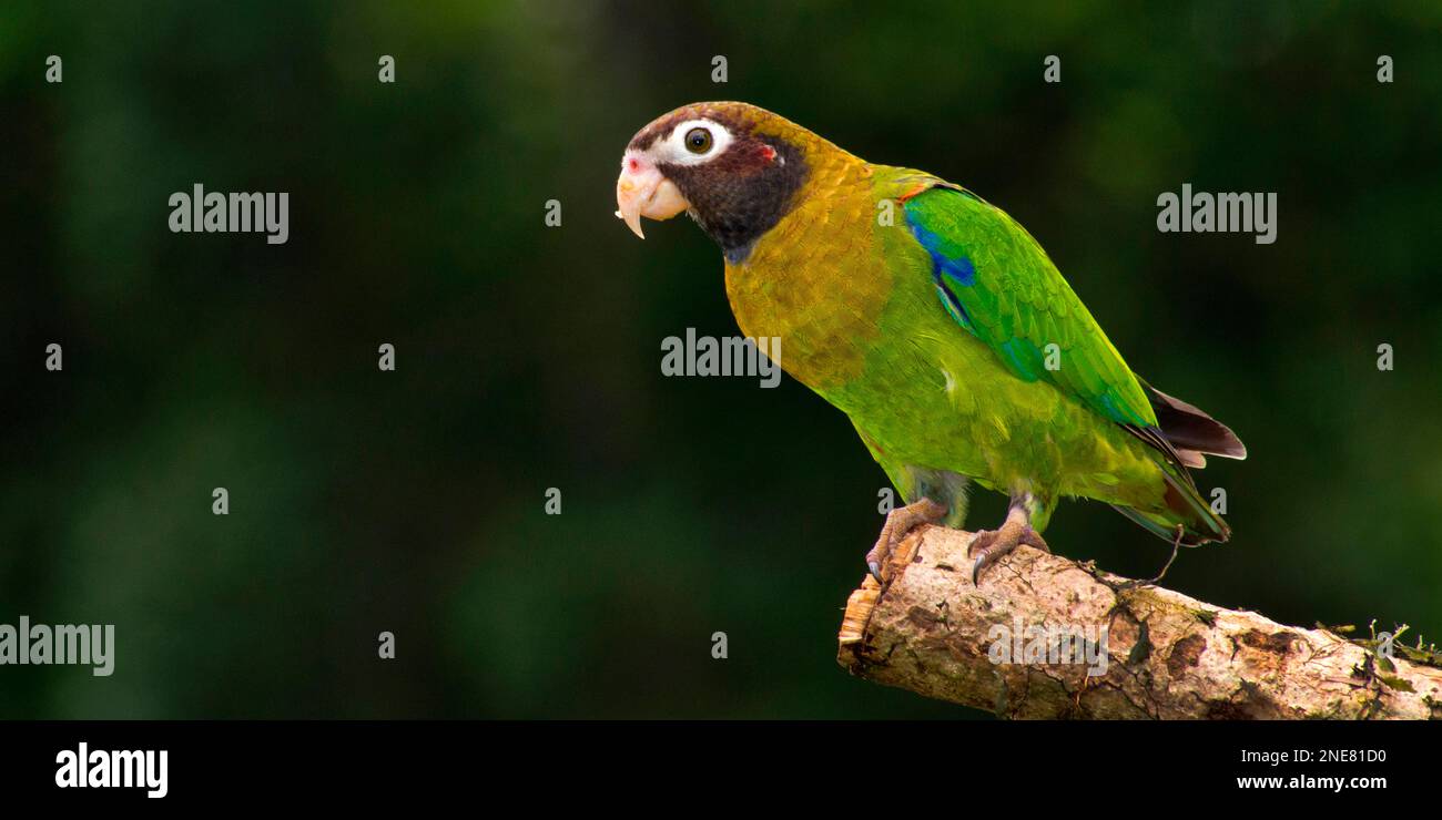 Brown-hooded Parrot, Pionopsitta haematotis, Tropical Rainforest, Costa Rica, America Stock Photo
