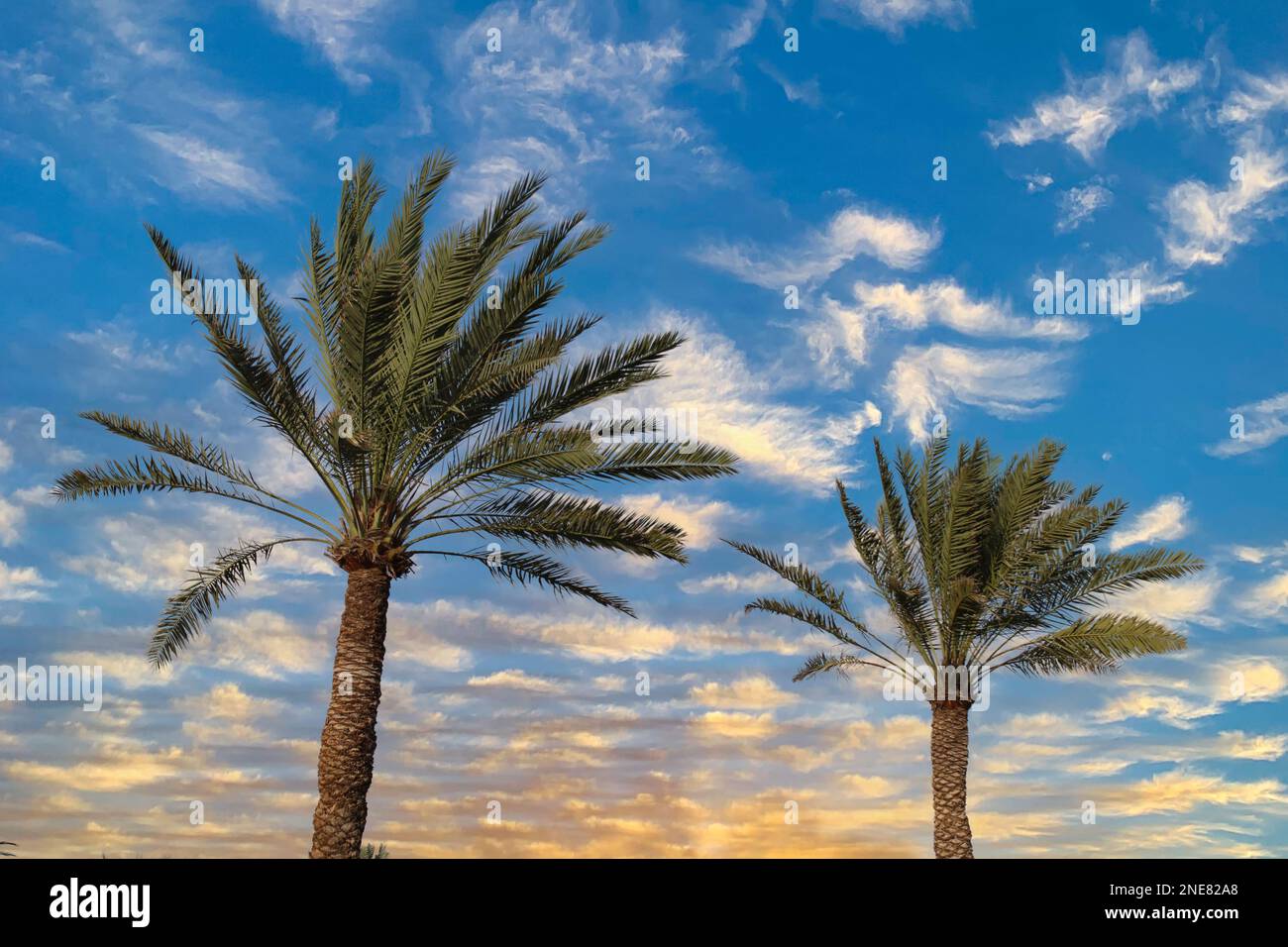 palm and date palm trees at sunset. jeddah saudi arabia Stock Photo Alamy