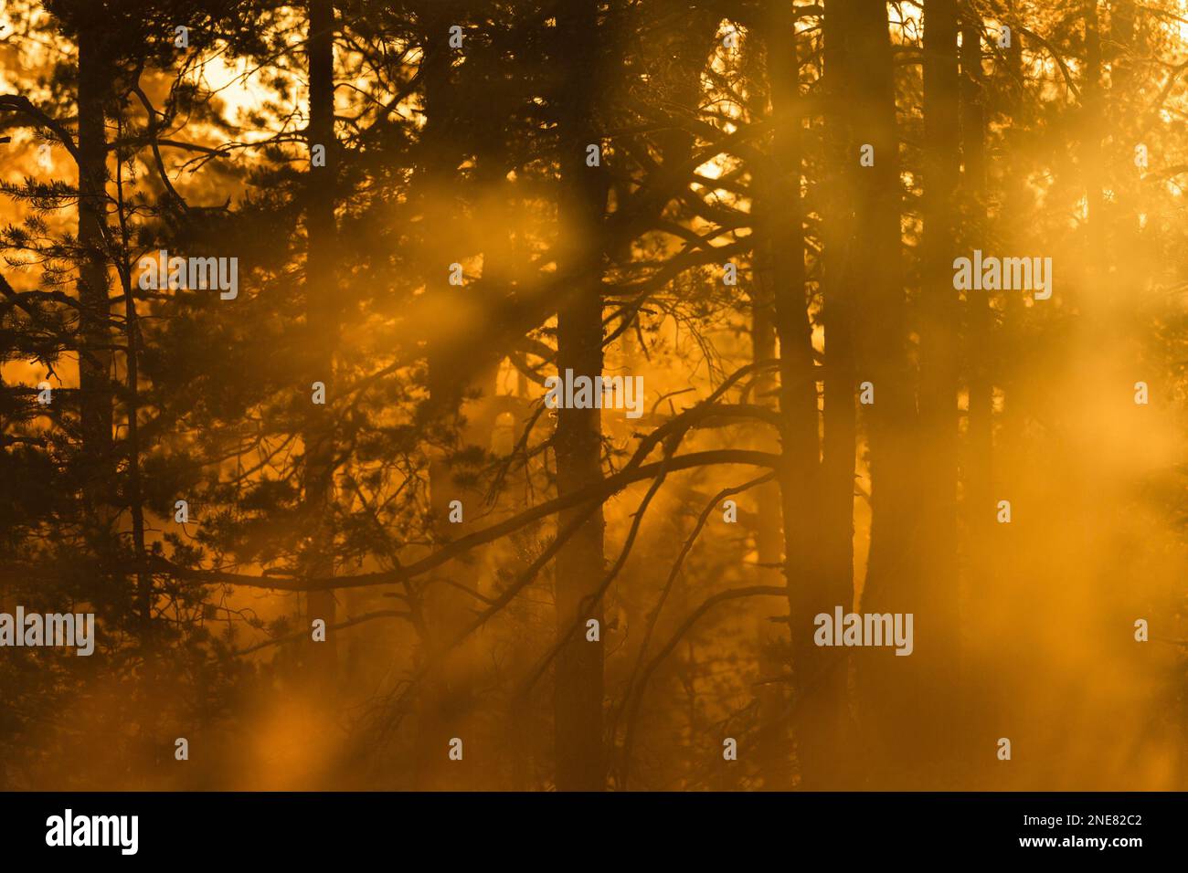 The sun shines through mist hi-res stock photography and images - Alamy
