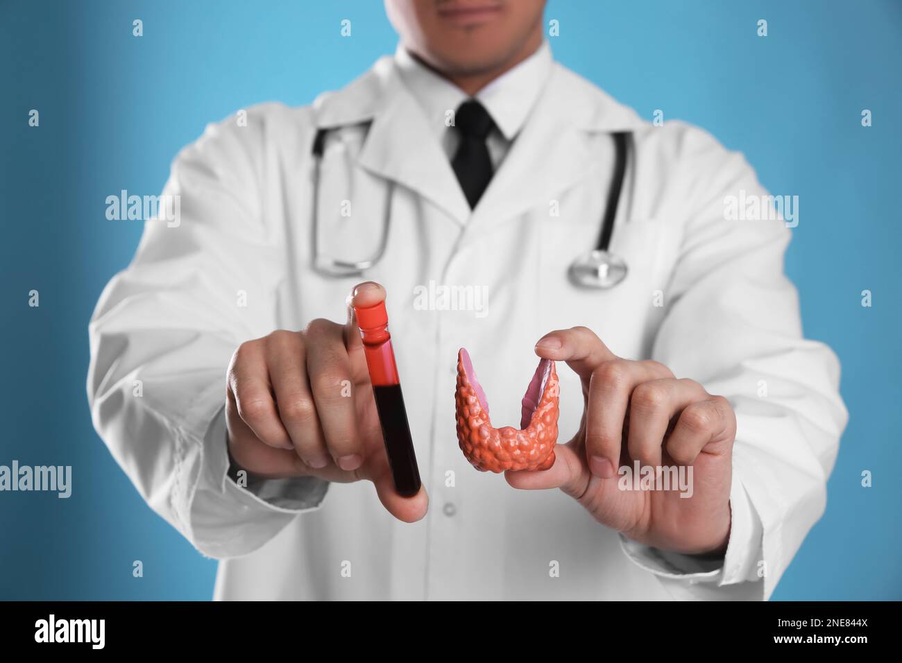 Doctor holding plastic model of thyroid and blood sample on light blue background, closeup Stock Photo