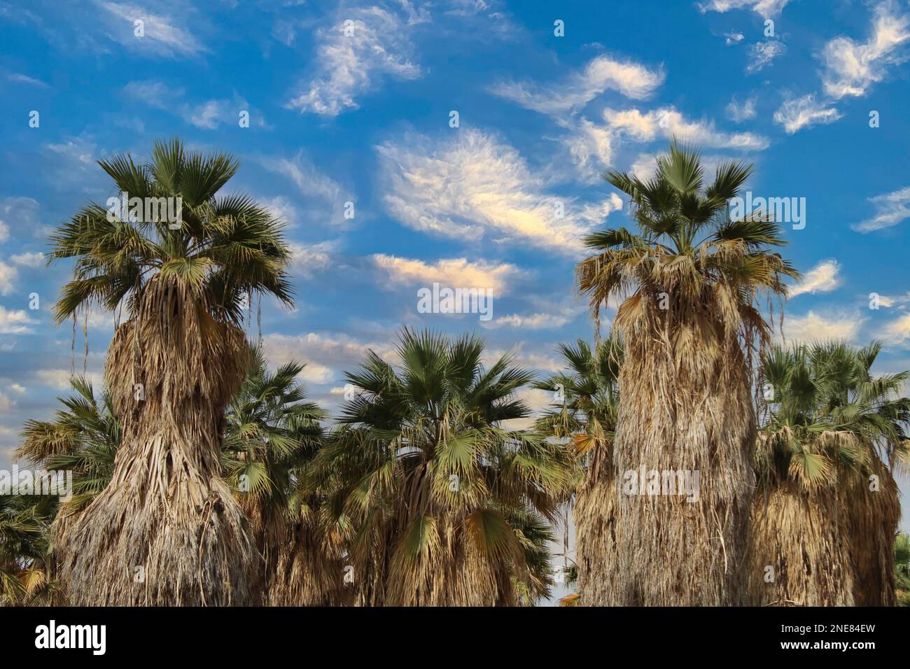 palm and date palm trees at sunset. jeddah saudi arabia Stock Photo Alamy
