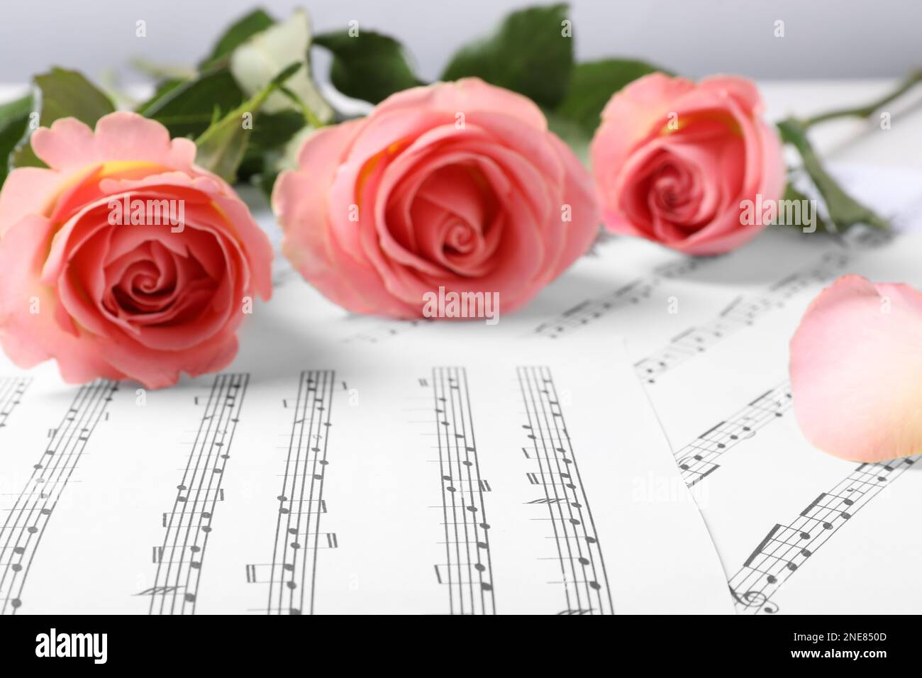 Pink roses music notes hi-res stock photography and images - Alamy