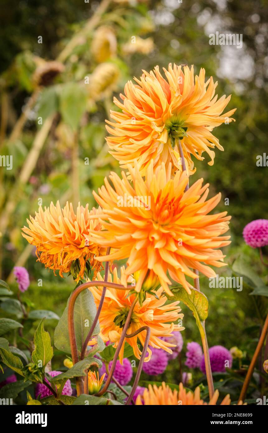 BLOOMSBURY WALKS (Londres) - Qué SABER Antes De Ir (2025
