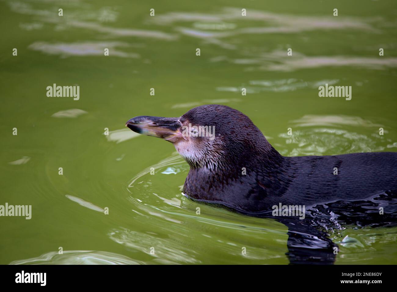 Penguin swimming in the water at Cornwall Zoo in the sun Stock Photo