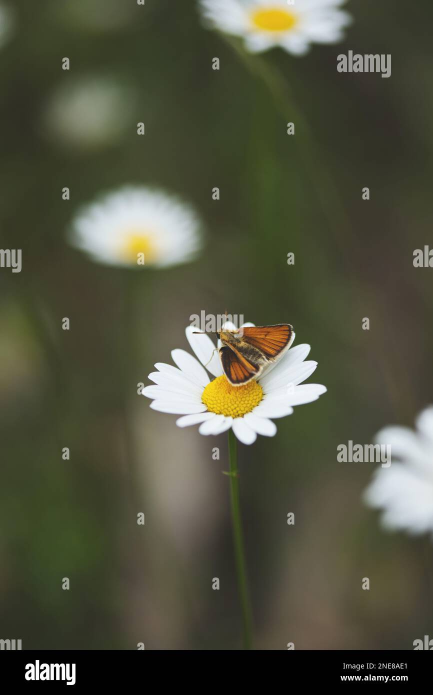 A vertical shot of a small skipper butterfly on a daisy flower Stock Photo