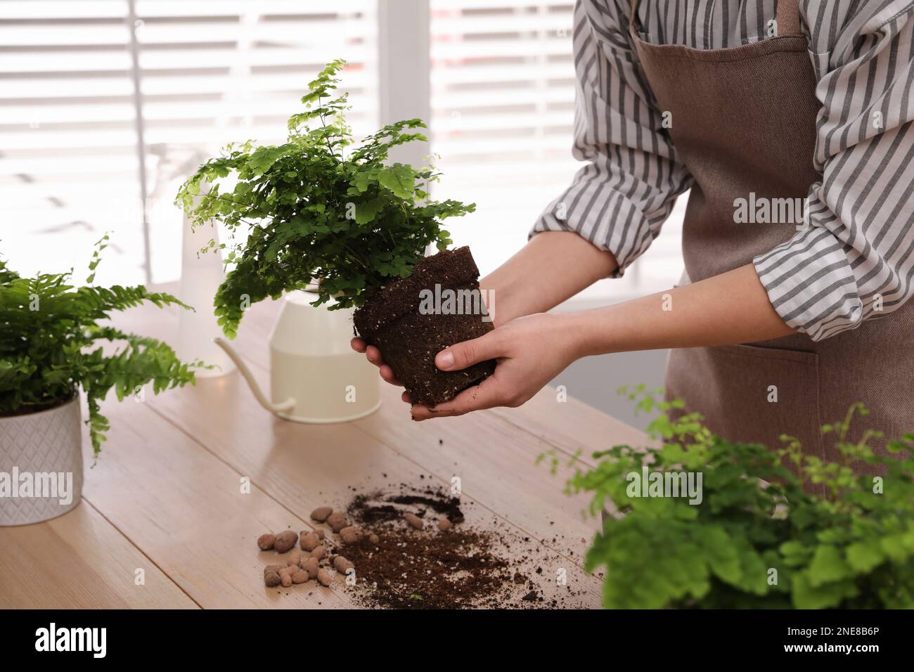 Woman holding fern at wooden table, closeup Stock Photo