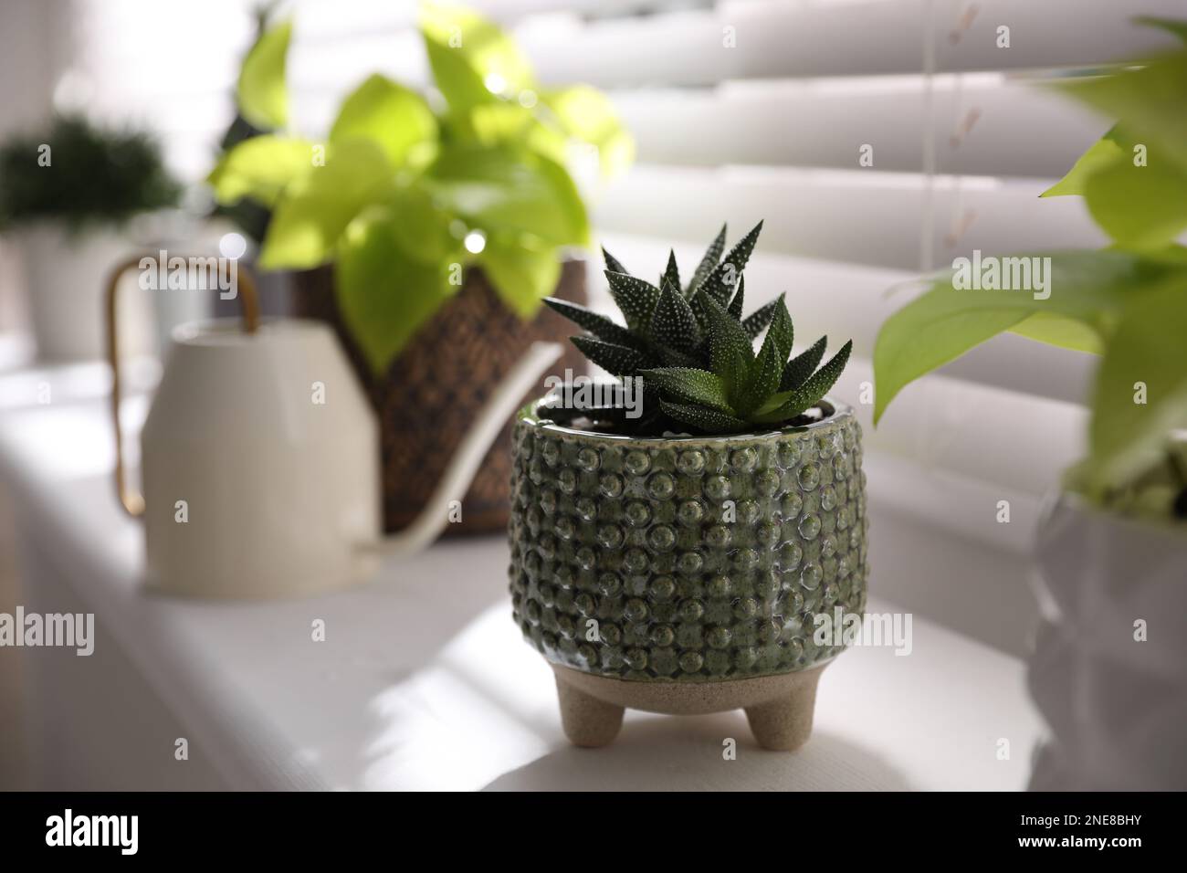 Cactus plant sill potted plant hi-res stock photography and images - Alamy