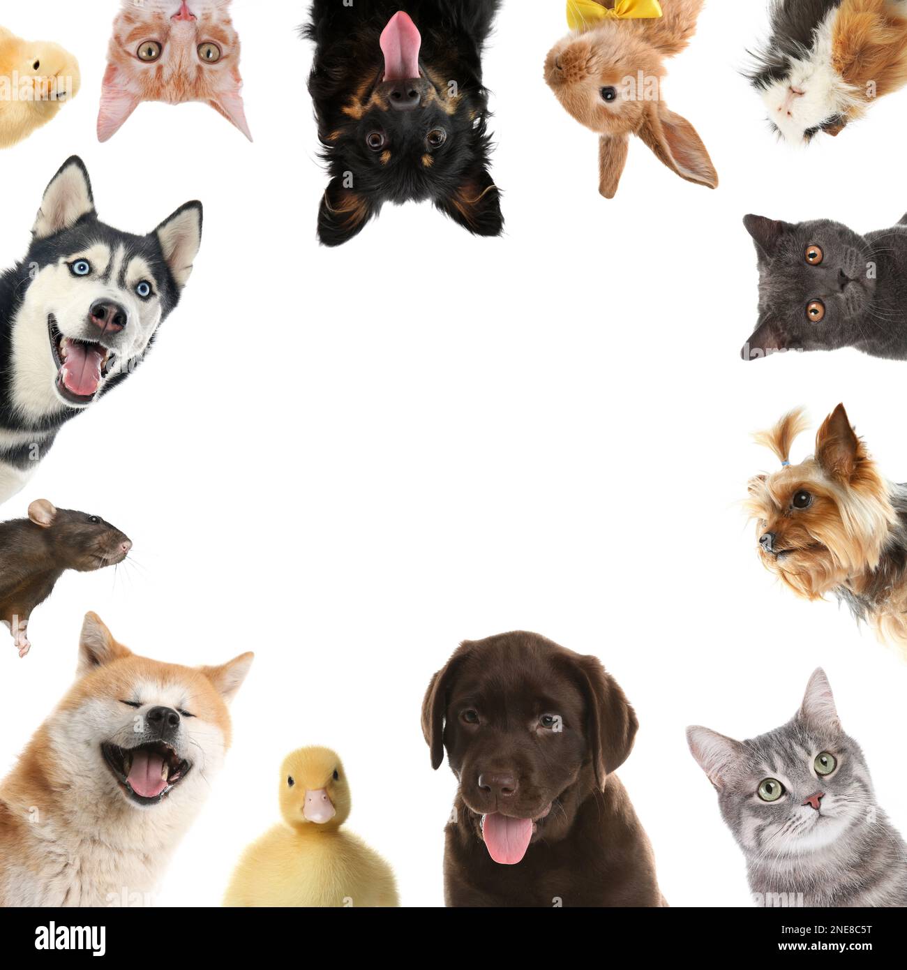 Cute different animals on white background, collage Stock Photo Alamy