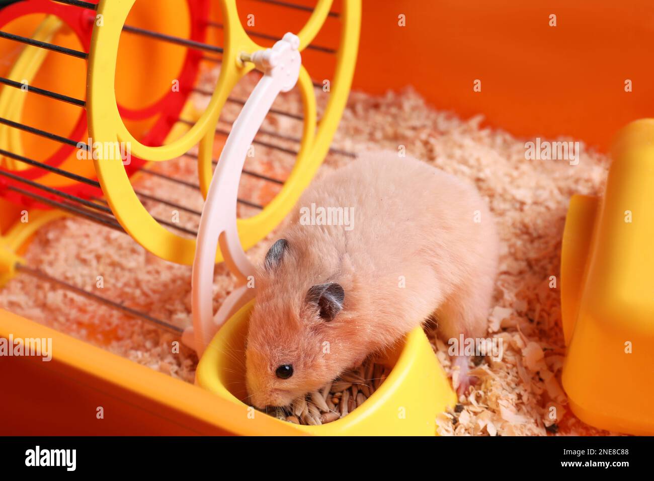 Cute little hamster eating seeds, closeup view Stock Photo Alamy
