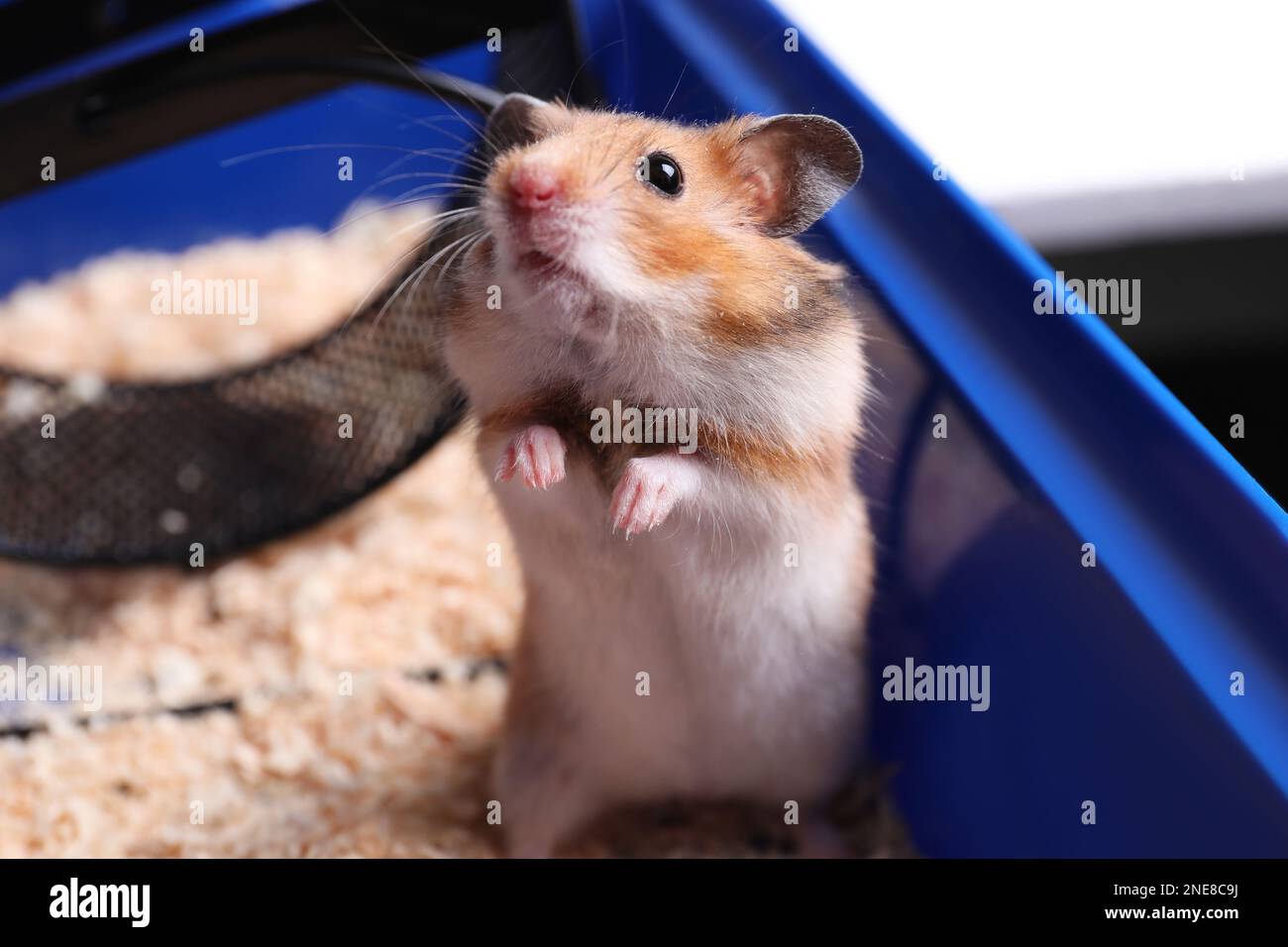 Dsungarian Dwarf Hamster White Sits On Moss In Autumn Leaves Austria  High-Res Stock Photo - Getty Images