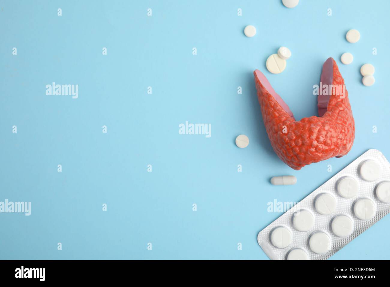 Plastic model of healthy thyroid and pills on light blue background, flat lay. Space for text Stock Photo