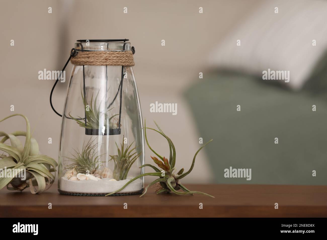 Different tillandsia plants and florarium on wooden table indoors, space for text. House decor Stock Photo