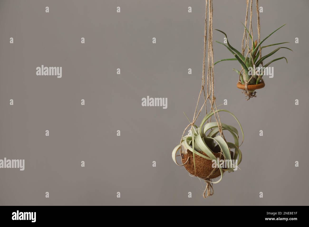 Tillandsia plants hanging on grey background, space for text. House decor Stock Photo