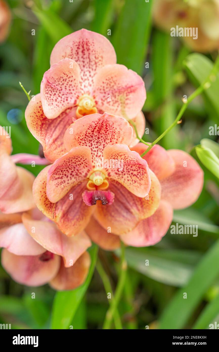 Orange orchids, Ascocenda, Vanda hybrids blooming in orchid house in bright sunlight and green leaves blur background. Stock Photo