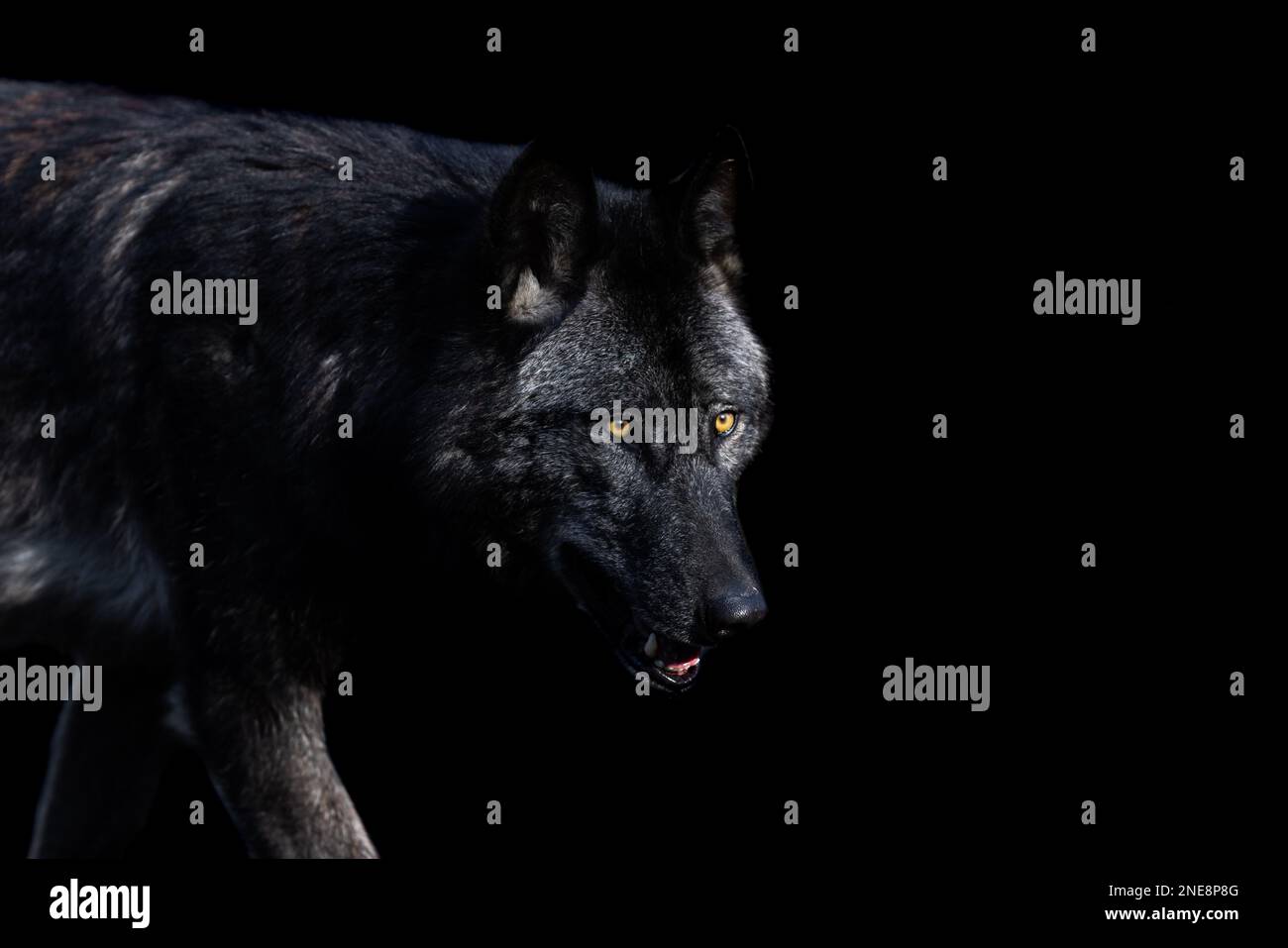 Portrait of a black wolf with a black background Stock Photo - Alamy