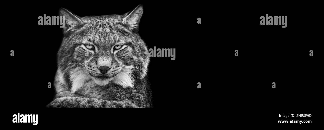 Template of a lynx with a black background Stock Photo