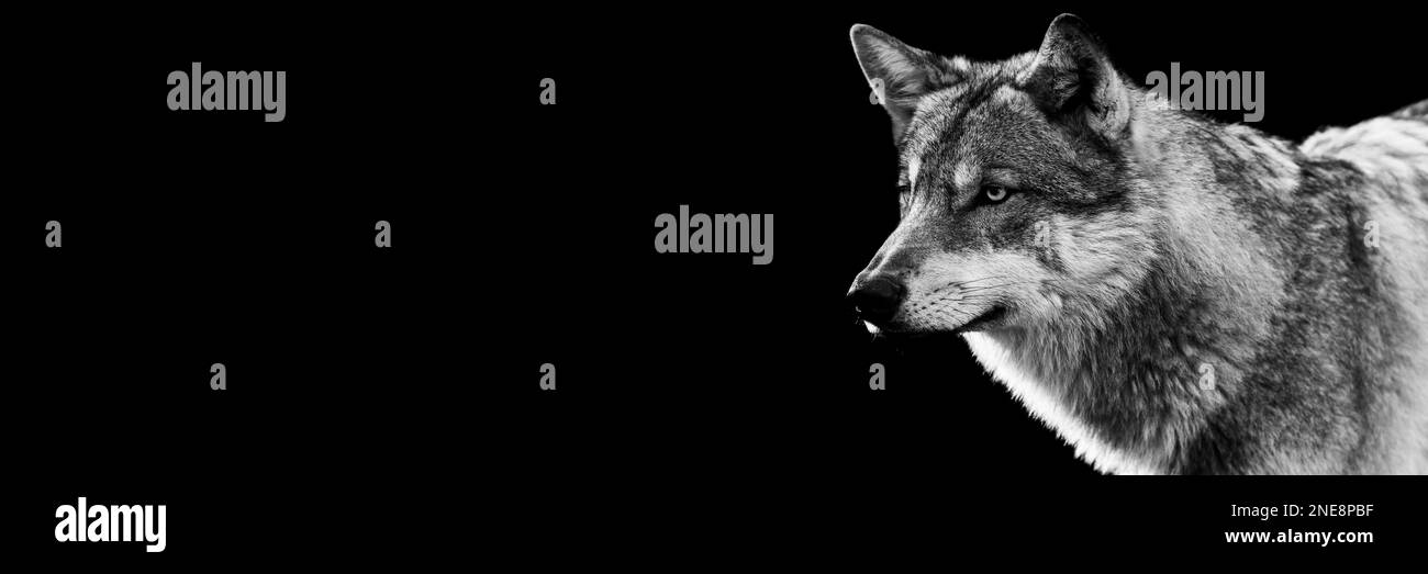 Portrait of a grey wolf with a black background Stock Photo - Alamy