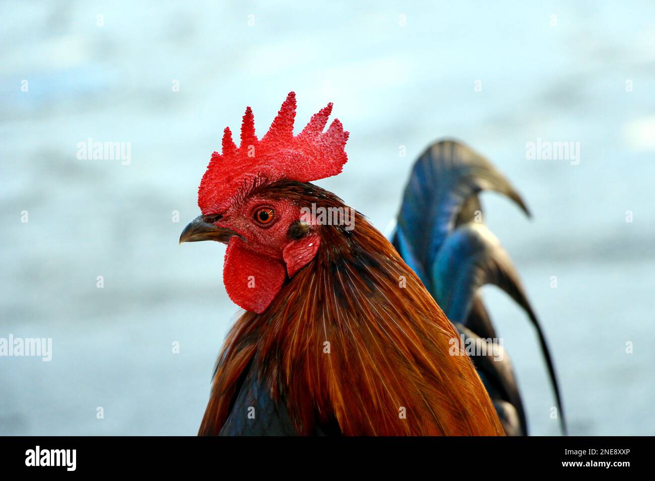 Key West Rooster Stock Photo Alamy