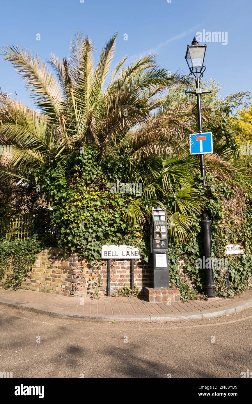 Tropical palm trees on Bell Lane, Twickenham, TW1, London, England, UK Stock Photo