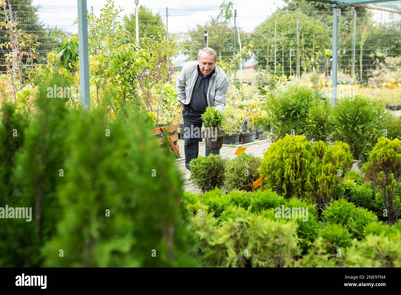 Happy mature male buyer in casual wear holding pot with Cupressus Goldcrest Wilma in outdoor plant market Stock Photo