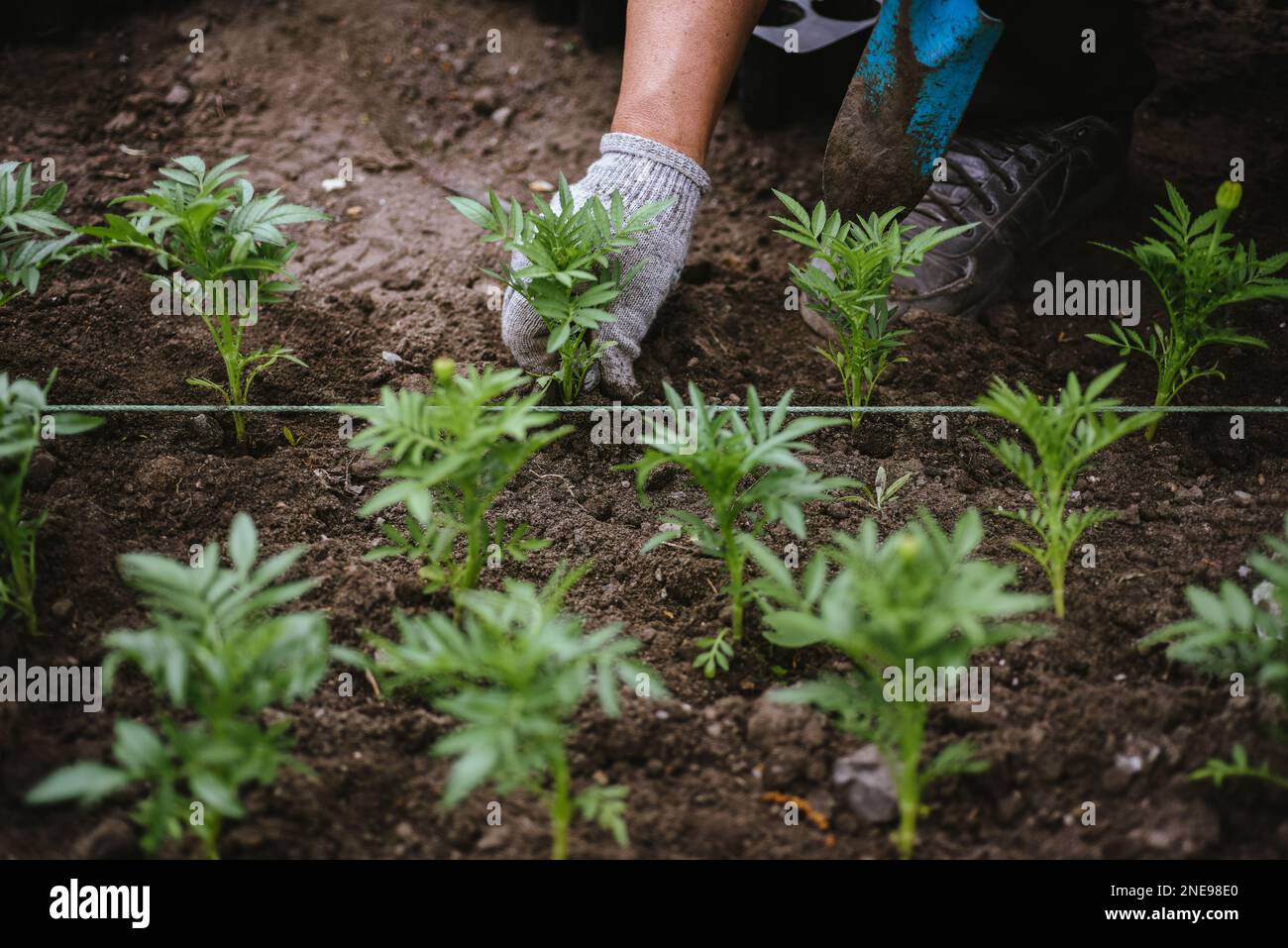 Gardener creates a landscape design by planting flower sprouts in