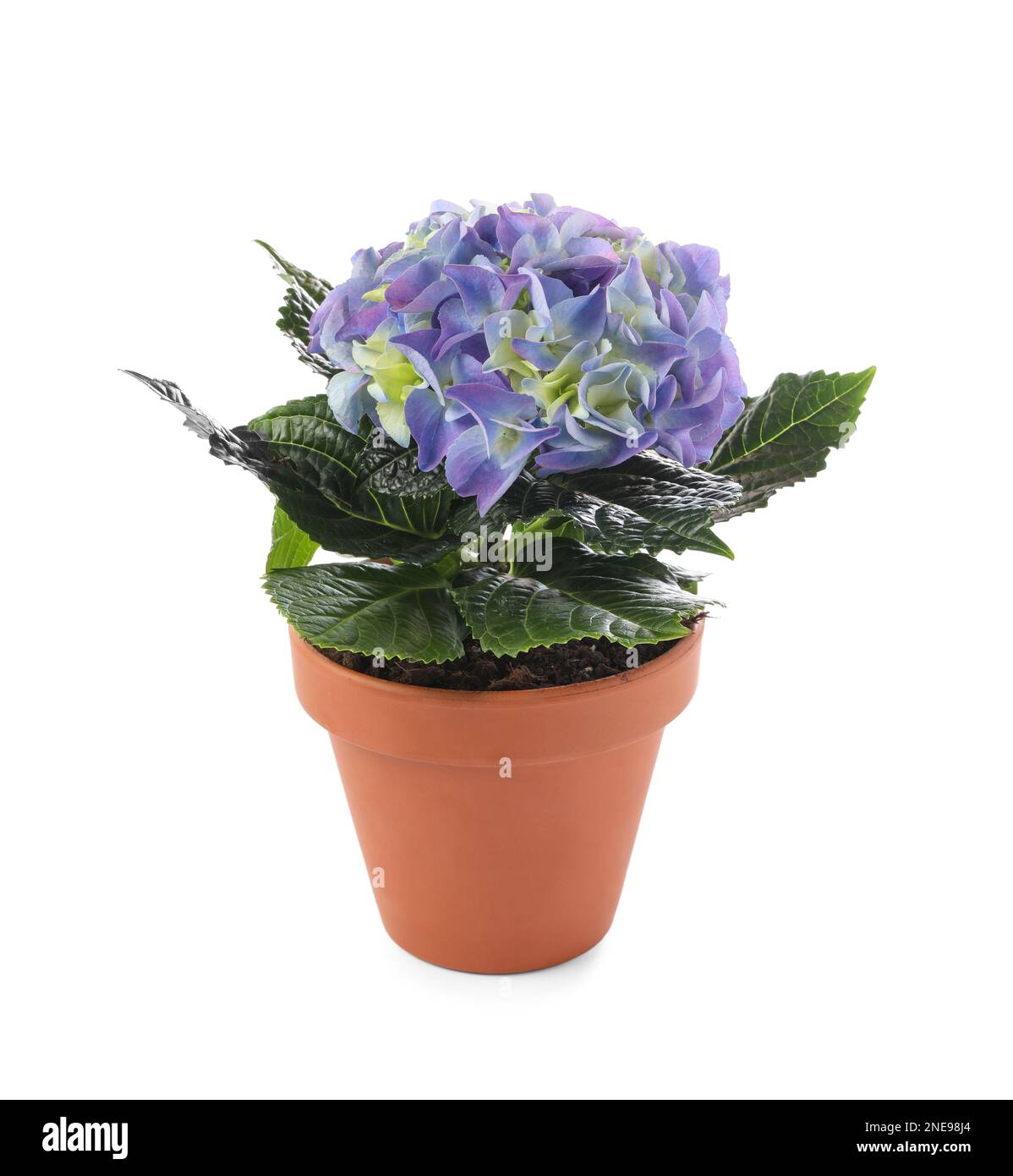 Beautiful blooming hydrangea flower in pot on white background Stock
