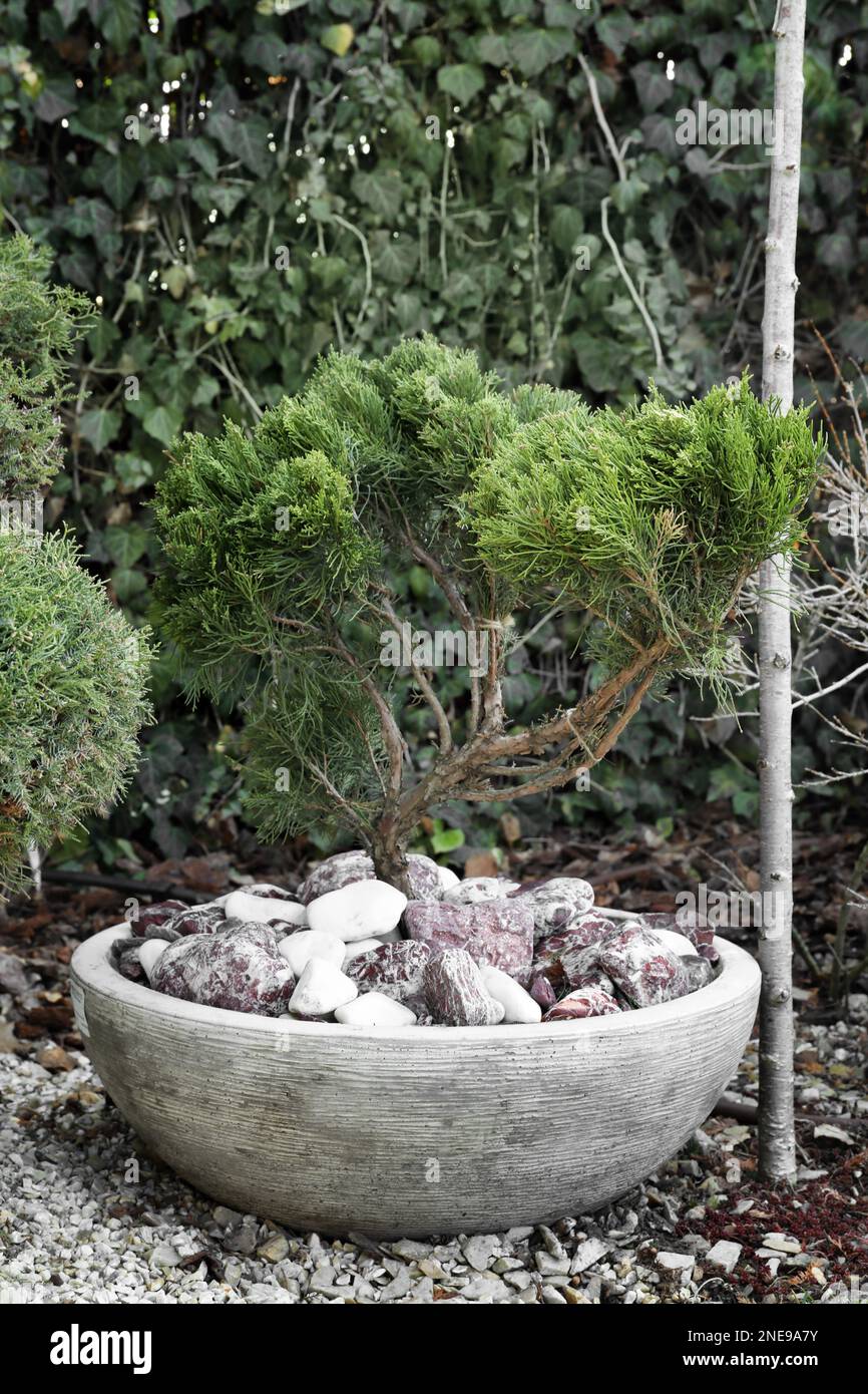 lucky bamboo plant pots 3Layer Lucky Bamboo In Ceramic Pot — Plan A Plant