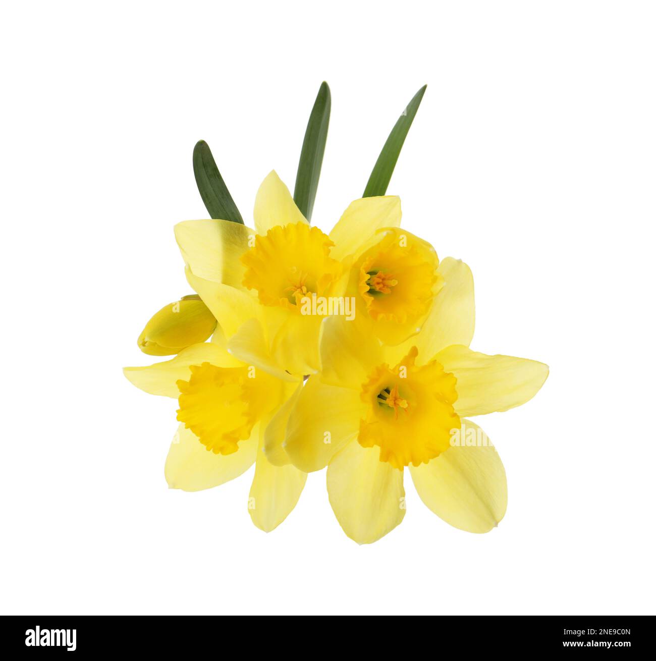 Beautiful blooming yellow daffodils on white background Stock Photo - Alamy
