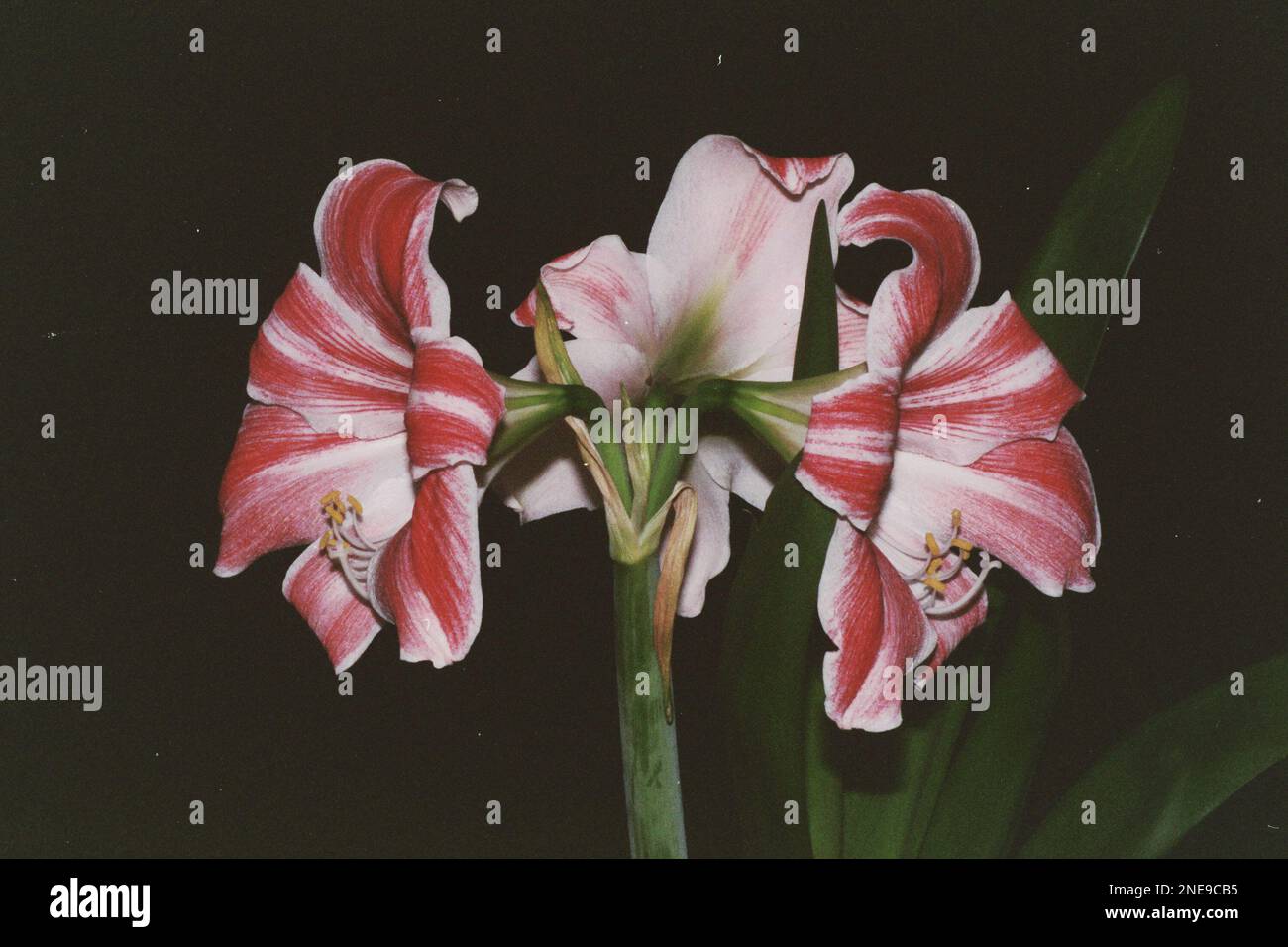 Red flower picture close hi-res stock photography and images - Alamy