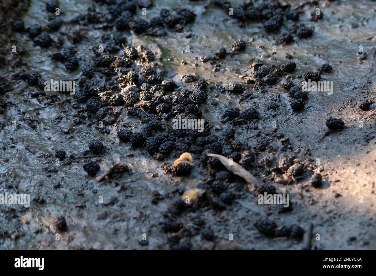 View of black mulberries on the muddy ground, close-up photo. Stock Photo
