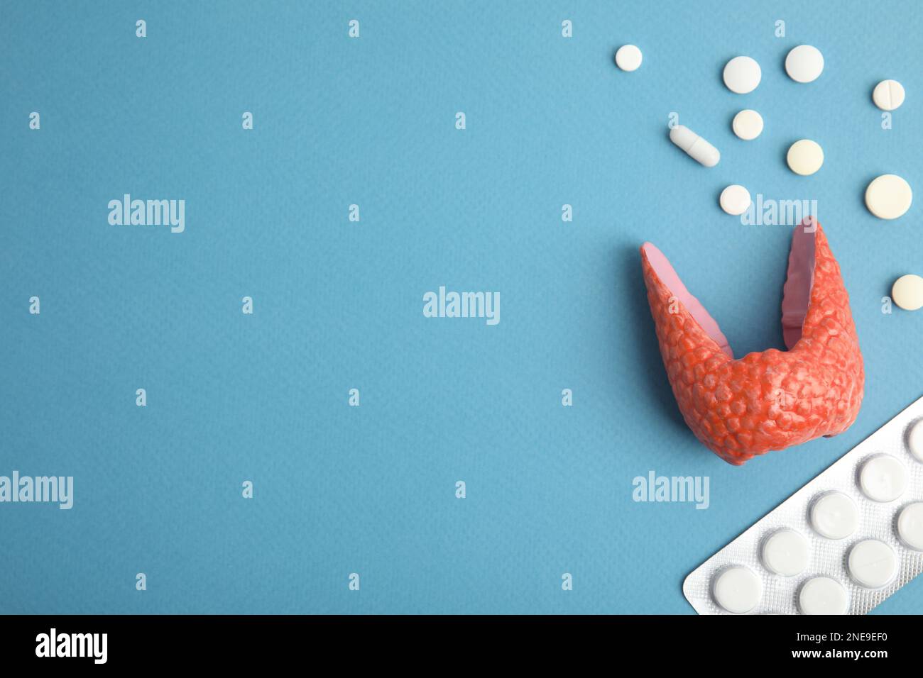 Plastic model of healthy thyroid and pills on light blue background, flat lay. Space for text Stock Photo