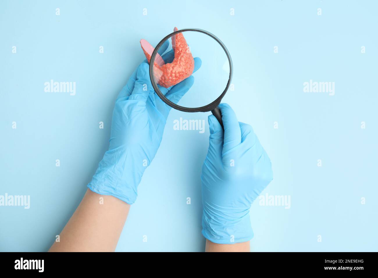 Doctor looking through magnifying glass at plastic model of healthy thyroid on light blue background, top view Stock Photo