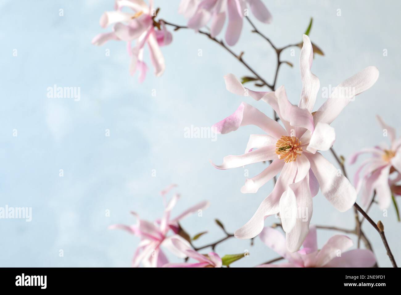Magnolia tree branches with beautiful flowers on light blue background ...